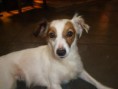 /album/animais-da-cda/a319744-118094044995711-1546760821-n-jpg/