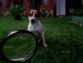 /album/animais-da-cda/a625587-342658659176421-1782003356-n-jpg/