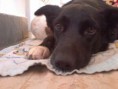/album/animais-da-cda/a1044922-391945334247753-10697978-n-jpg/